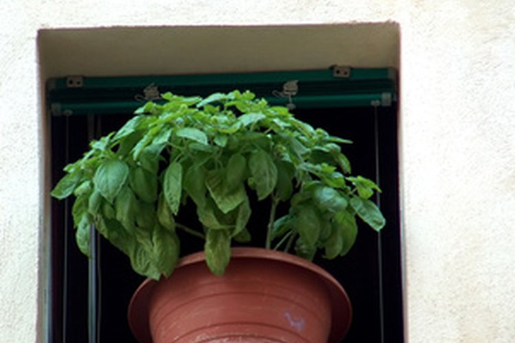 Cultivo de albahaca en casa.