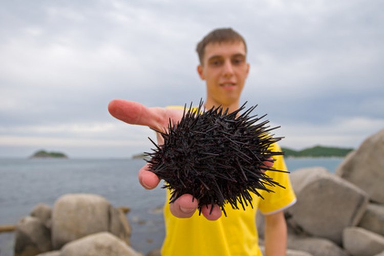 Los erizos de mar son animales pequeños y espinosos.