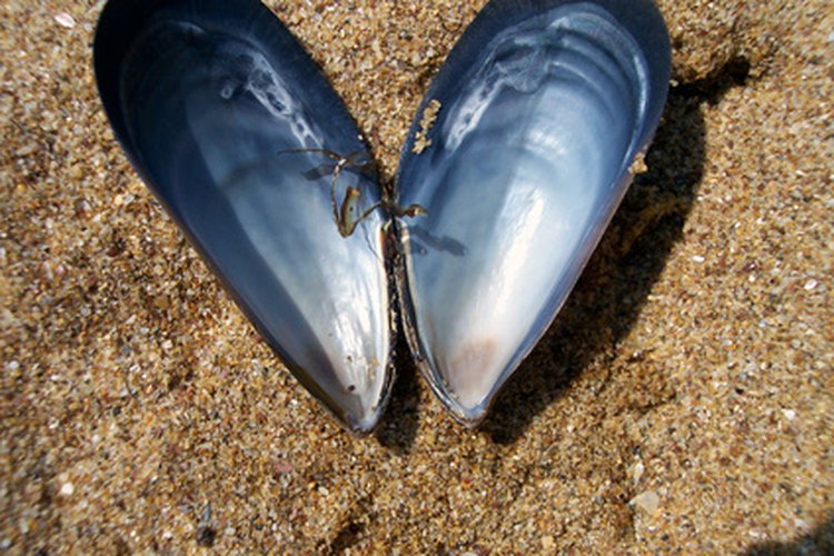 Congelar o usar mejillones congelados requiere un poco de preparación.