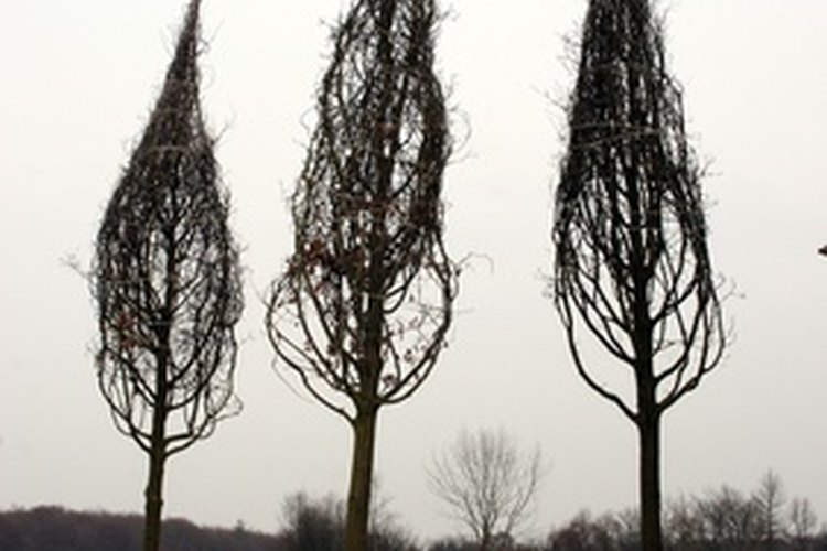 Los viveros de campo crecen árboles y arbustos.