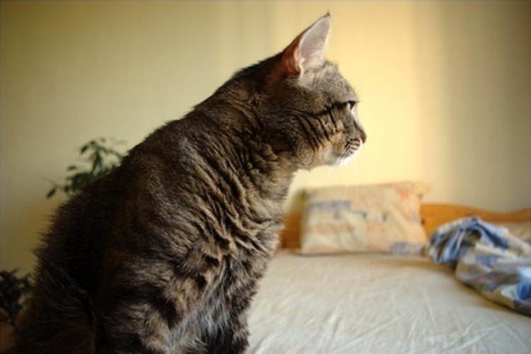 Los gatos se esconden debajo de las camas por una variedad de razones, incluyendo el juego.