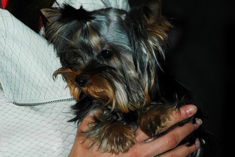 Debes estar atento a los síntomas de la neumonía en tu perro.