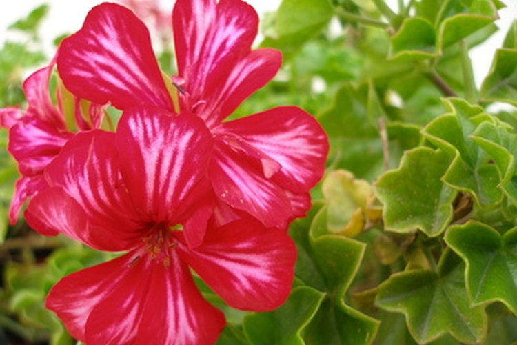 Los geranios del jardín son realmente pelargonios.