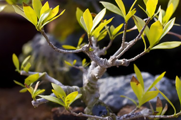 Los árboles de bonsai son símbolo de larga vida y salud.
