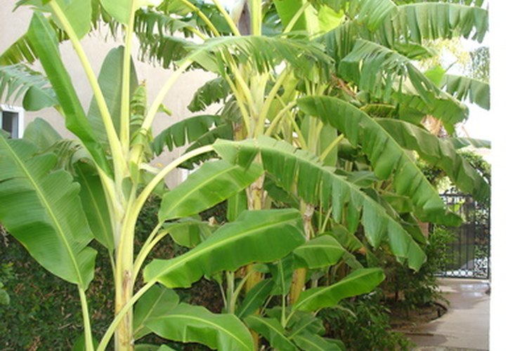 Sólo un árbol de plátano produce al mismo tiempo en cada mate.