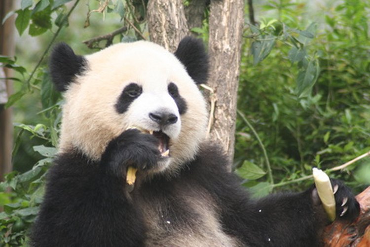 El panda gigante es un come pasto de un sólo estómago, que sobrevive principalmente a base de bambú.