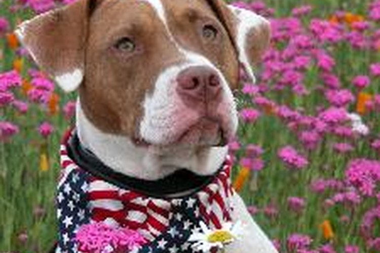 Pitbulls contra boxers