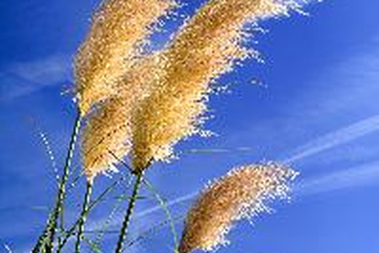 Cómo afecta la luz al crecimiento de las plantas.