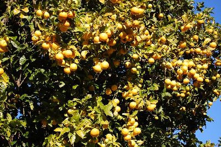 El ácaro es una de las plagas más comunes en lo árboles de naranjo.