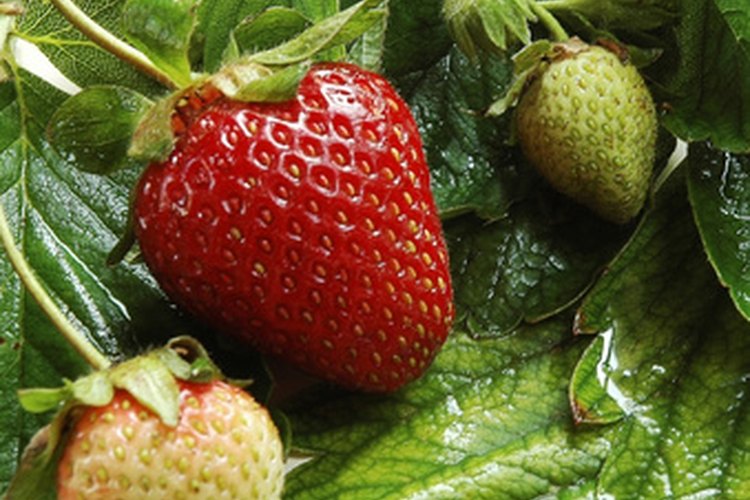 Las plantas de fresa son vulnerables al ataque de bacterias que provocan la mancha angular de las hojas.