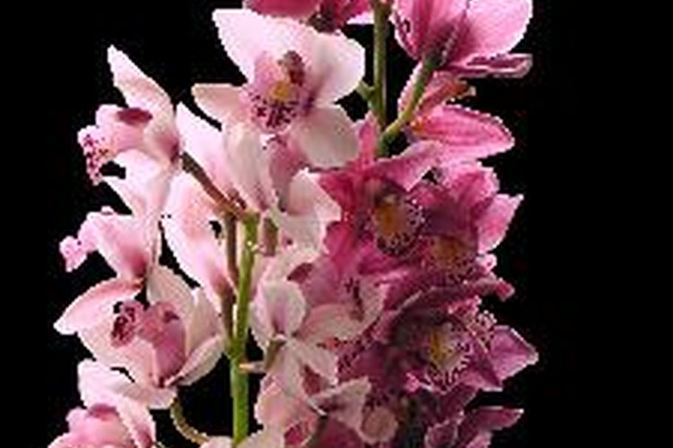 Deja de fertilizar las orquídeas a finales de agosto.