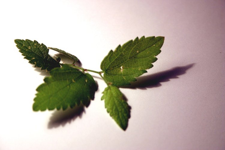 Las hojas de menta se pueden enrollar en papel para cigarrillos y fumarse.