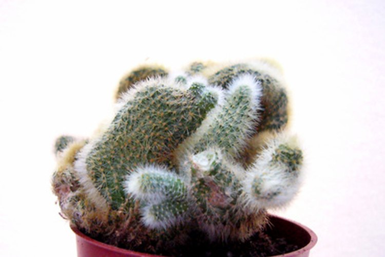 Los cactus retienen agua.
