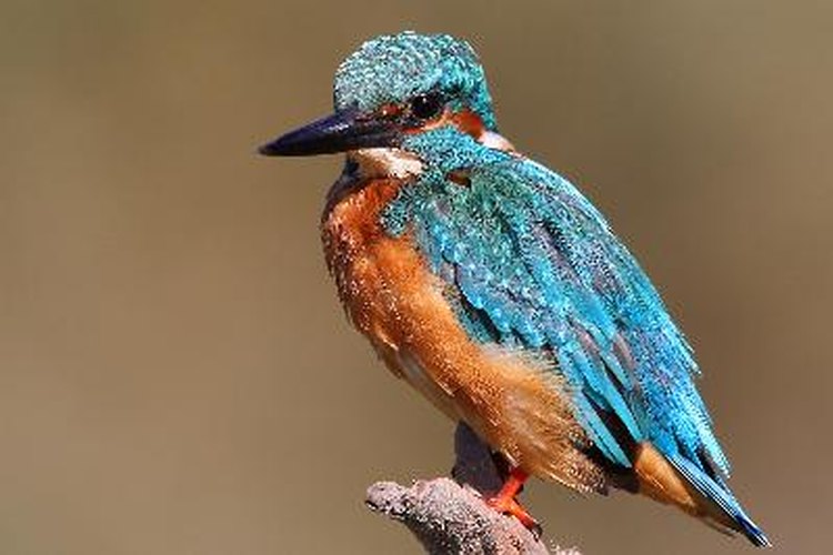 De los 94 tipos de párajos martín pescador en el mundo, tres viven en los Estados Unidos.