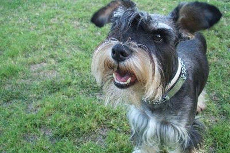 La diferencia entre un perro "mini" y un "teacup", es que éste último es mucho más pequeño.