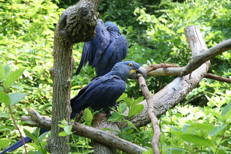 La Amazonia contiene más de la mitad de todas las especies de aves que se encuentran en Sudamérica.