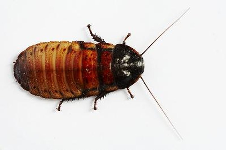 El ácido bórico como insecticida.