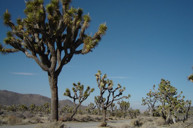 En los suelos arenosos frecuentemente crecen plantas que no se ven afectadas por el drenaje excesivo del mismo.
