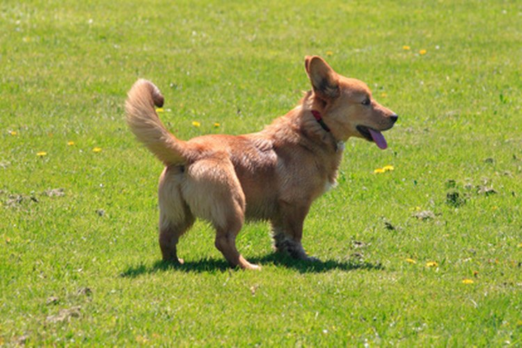 Corgi.