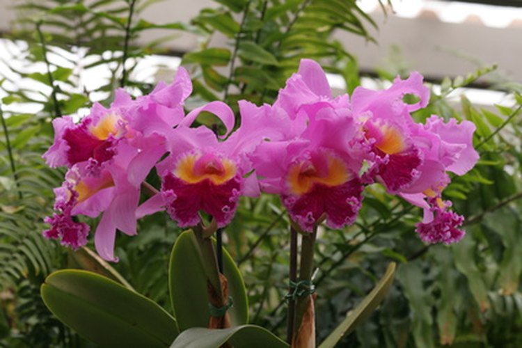 La orquídea es la flor nacional venezolana.