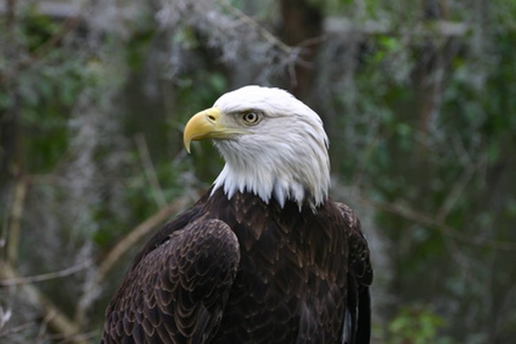 Águila
