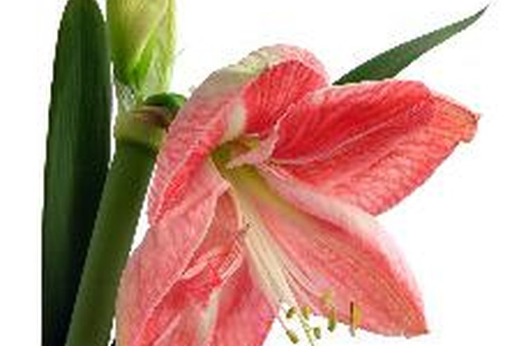 Nunca plantes a las azucenas rosas fuera de estación.