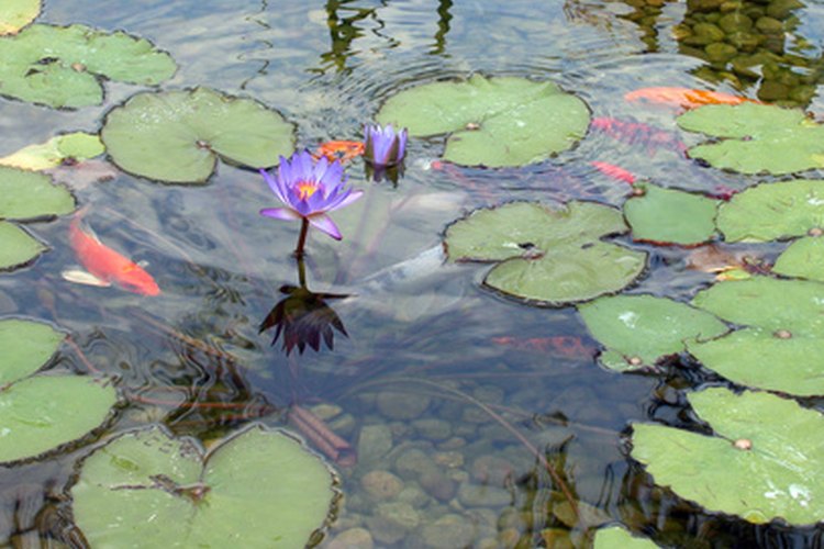 Koi nadando en un estanque.