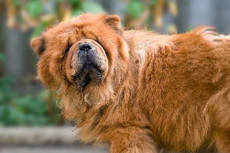 Dieta de un Chow Chow.