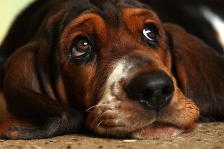 Los perros con orejas colgantes, también conocidos como orejas caídas, necesitan que sus orejas se limpien con regularidad.