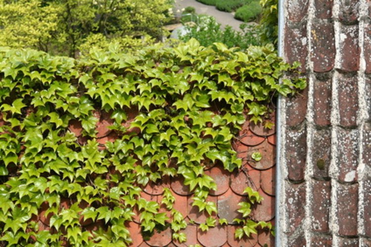 Los jardines verdes de techo son buenos para el medio ambiente, pero también tienen sus problemas.