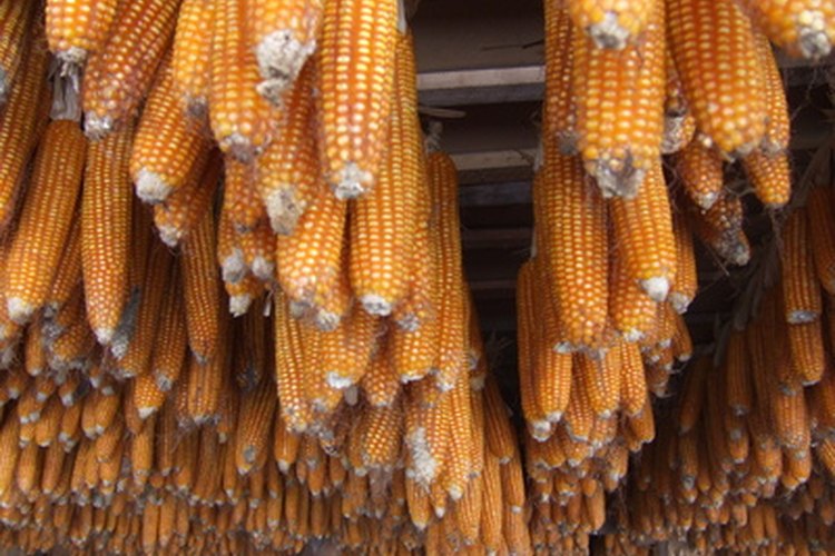 Los pequeños granjeros de África están plantando menos maíz y más mandioca debido a que esta es menos susceptible a la sequía.