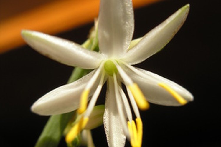 Las plantas araña también son atractivas para los centros de mesa.