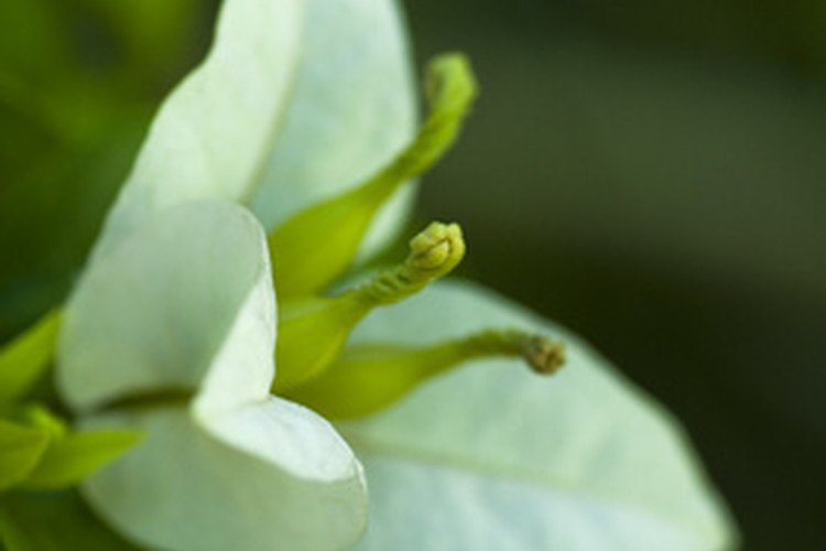 Los estigmas sobresalen de la flor aumentando las posibilidades de atrapar el polen.