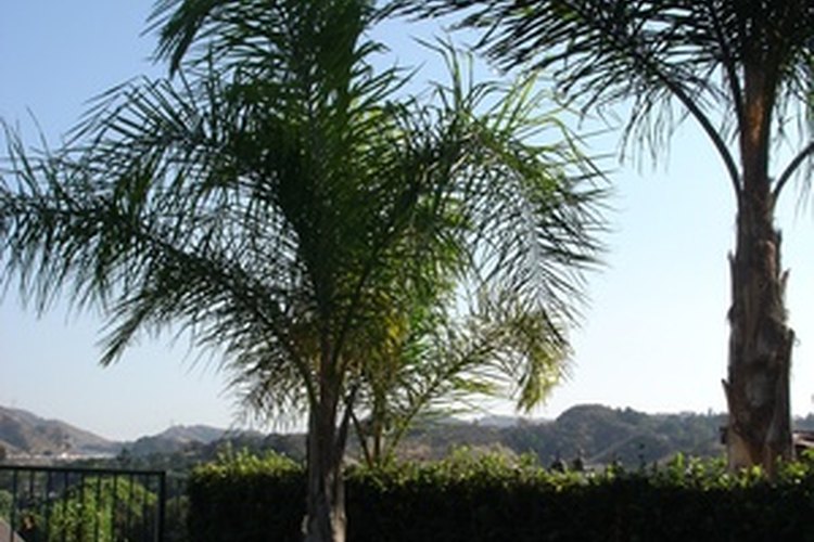 Aprende a quitar una palmera.