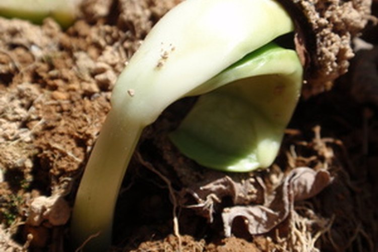 El suelo arcilloso es un desafío para los jardineros.