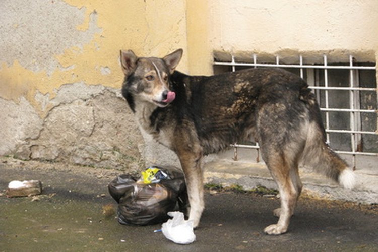Comer basura es la principal causa de vómitos.