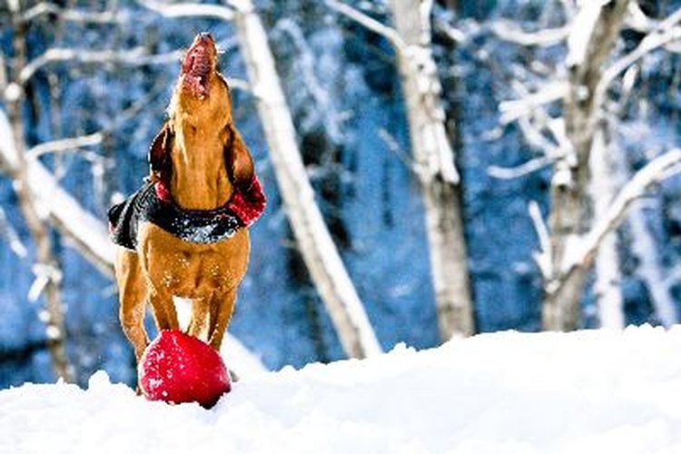 Usa un ahuyentador ultrasónico para mantener alejados a los perros.