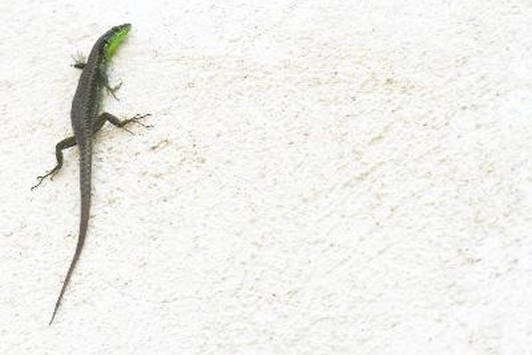 Los lagartos parecen dinosaurios en miniatura.