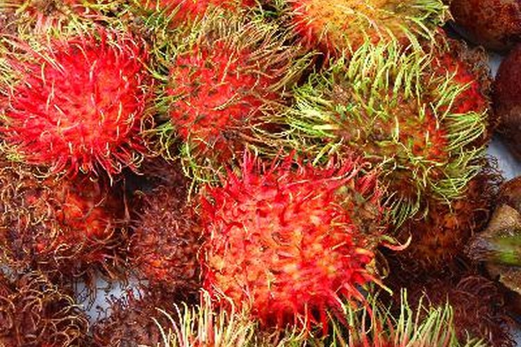 Cómo cultivar rambután.