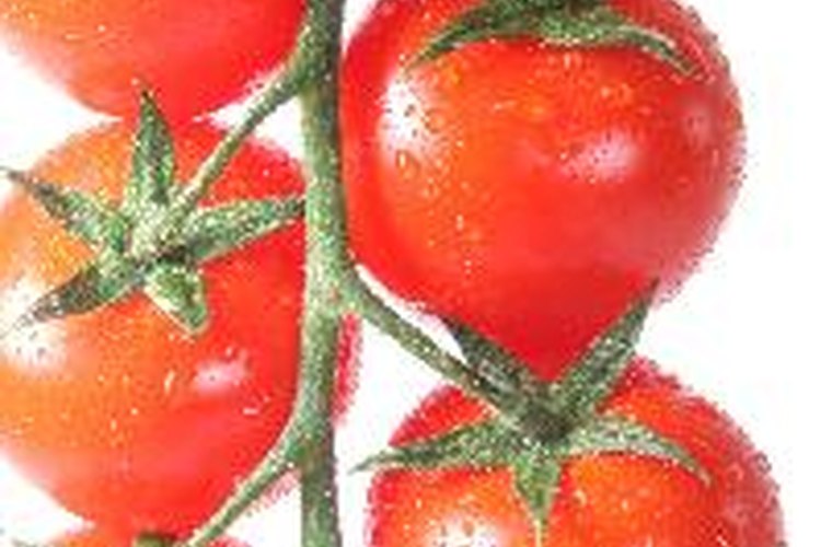 ¿Por qué los tomates no maduran en la rama?