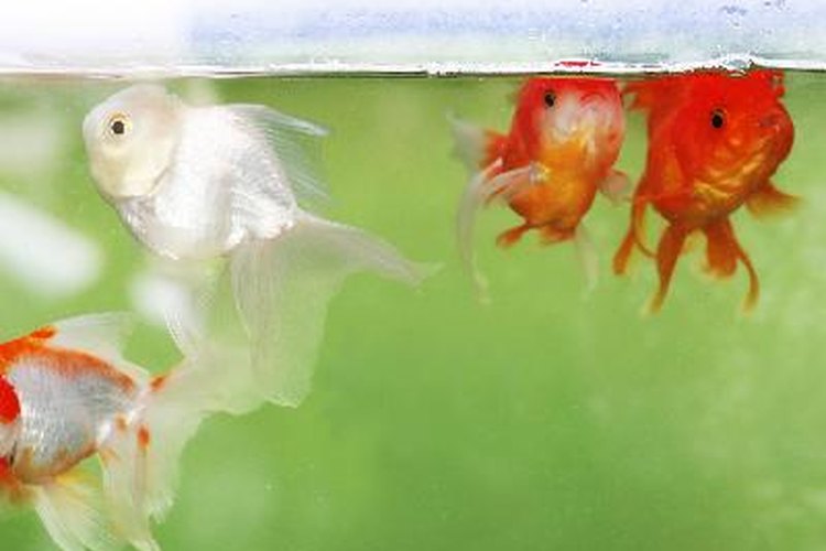 Mantén el agua de tu tanque limpia para tener peces saludables.