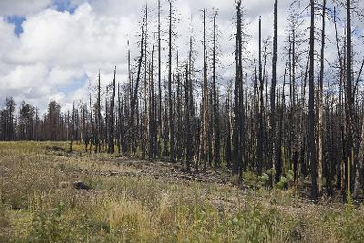 Las comunidades de vegetación, en gran medida determinadas por el clima, influyen y son influidas por los suelos.