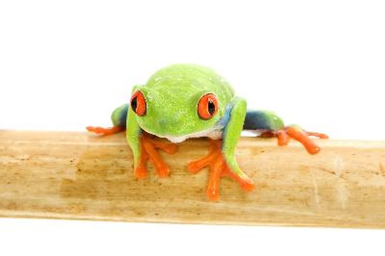 Cómo alimentar a una rana en un acuario