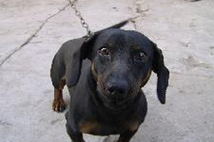 La diarrea negra es una causa especial de preocupación en los perros.