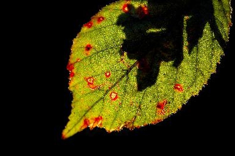 Detecta la infección y toma el control. De ello depende la vida de tu cultivo.