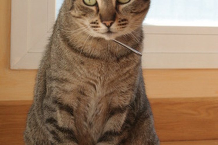 Mantén a tu gato en el interior para evitar que se lesione.