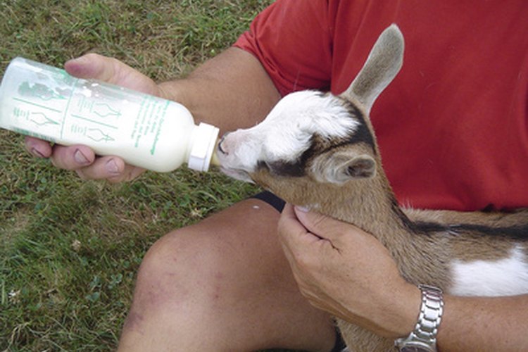 Los técnicos de veterinario son a veces responsables de la alimentación de los animales bajo su cuidado.