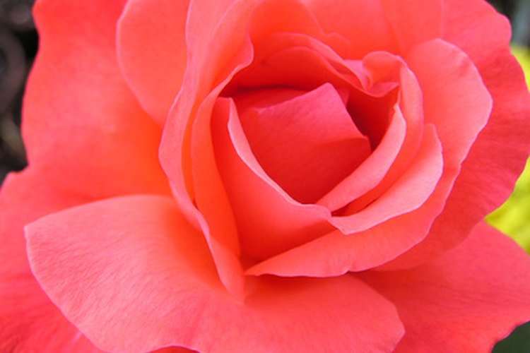 Las rosas con olor dulce con vienen del té híbrido y otras familias.