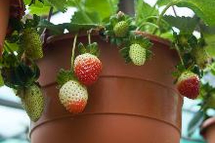 Las frutillas, las hierbas y otras plantas pequeñas crecen bien en macetas para frutillas.