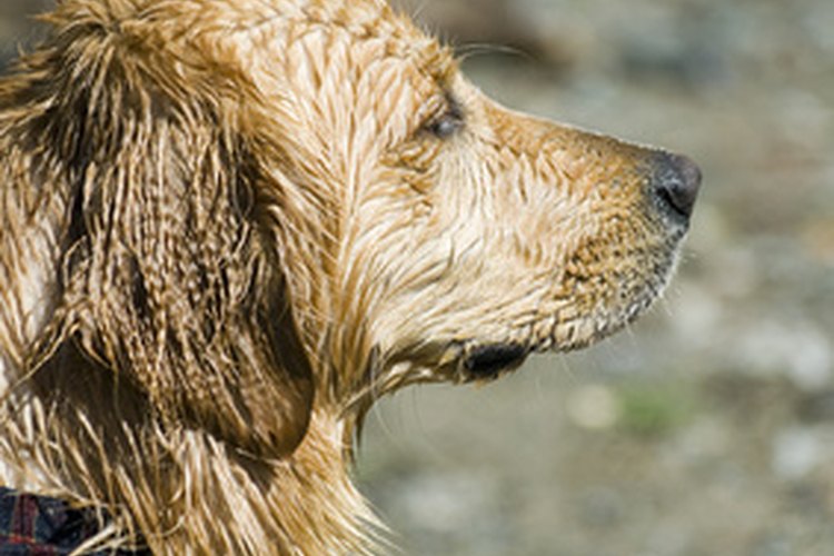 Los champús y acondicionadores para humanos tienen diferentes niveles de pH y usan detergentes más fuertes que los formulados para animales.